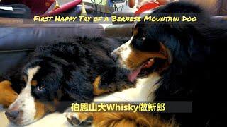 Happy try of a Bernese mountain dog 伯恩山犬Whiksy做新郎