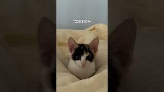 #빵댕이 #고양이 #냥펀치 #냥아치 #대답냥 #벼리 ️