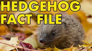 Hedgehog: Fact File (British Wildlife Facts)