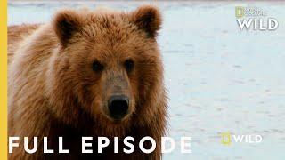 Grizzly Battleground (Full Episode) | Alaska's Grizzly Gauntlet