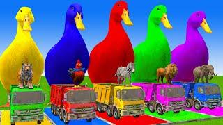 5 Giant Duck Cartoon,Cow,Mammoth,Tiger,Lion,Dinosaur,Paint Wild Animals Crossing Fountain Animation