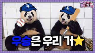 ep.209 Pandas have joined Samsung Lions news about Le Bao that everyone has been curious about 