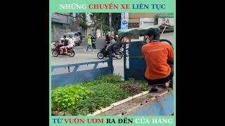 Từ vườn ươm cây con đến cửa hàng Vườn Sài Gòn