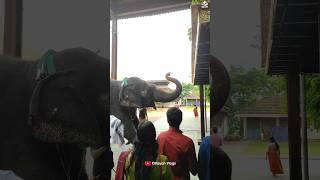 തൊഴാൻ ഒക്കെ എനിക്കറിയാം I Kaveri Elephant Malappuram  #kaverielephant