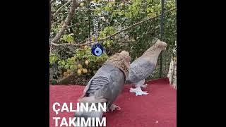 ÇALINAN TAKIMIM