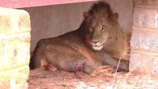 Wildlife Medics - Lion Rescue - Kenya