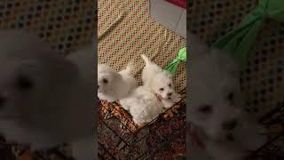 Bichon Frise Puppies at 7 weeks   They want out