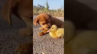 Love has no borders!#cute#cutebaby #shorts#animals#animalslover#love#animals#dog#duckling#baby