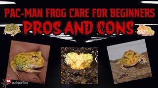 PAC-MAN FROG CARE FOR BEGINNERS + PROS AND CONS [ CNK EXOTICS]