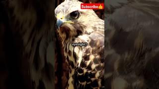 Top 10 Fascinating Facts About Hawks!#facts#animals