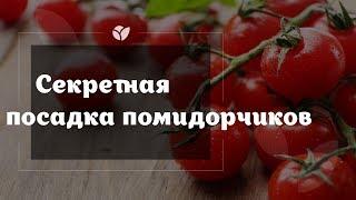 Как посадить помидоры | Секретная посадка | Agro-market.net