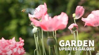 Garden updates galore!  More containers, more boxwood, chive vinegar, poppies + I have fish!