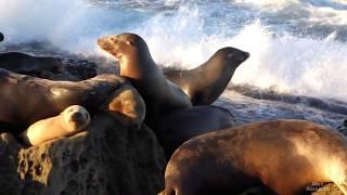 Sea Lions and Seals at La Jolla beach in San Diego, California 2018