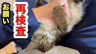 再検査する保護子猫の結果／ひとり隔離生活1ヶ月を過ぎた子猫