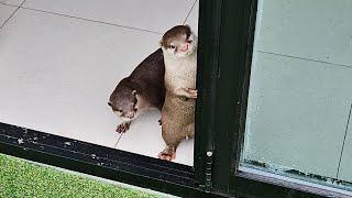 Otters moved into a house with a yard.