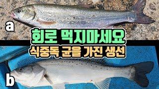 농어로 둔갑되는 생선, 치명적인 식중독 균까지(동해낚시, 여행시 참고하세요)