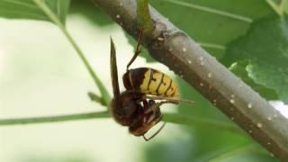 European Hornet (Vespa crabro) predating a Western or European Honey Bee (Apis mellifera)