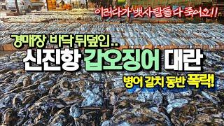 대폭락? 서해안 [갑오징어 병어 갈치] 사상 최대 물량터졌다! 경매장 마비! 난리난 신진항 경매장 뱃사람들 다 죽어요! 서천 신진도항 신진항 갑오징어 대박!!