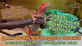 БОРОДАТАЯ АГАМА - САМАЯ ПОПУЛЯРНАЯ ДОМАШНЯЯ ЯЩЕРИЦА