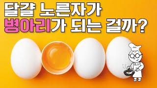 어린이과학 | 달걀 | 노른자가 병아리가 되는 걸까? | 과학호기심 | 탐구 | 생물 |  질문에 빠진 안다씨의 과학이야기