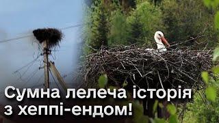 У лелек згоріло гніздо! Сумна історія на 10 мільйонів переглядів! Але історія з хеппі-ендом!