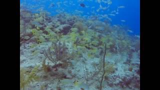 Scuba Diving San Salvador Bahamas w/Dolphins