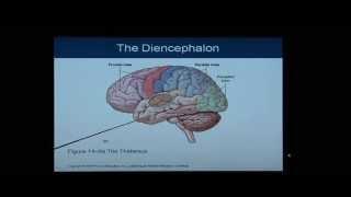 Anatomy and Physiology Help: Chapter 14 Light Overview/Flythrough of the Brain/Nervous System