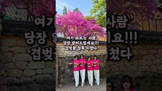 대박이야 선암사 겹벚꽃, 철쭉 같이 가고싶은 친구에게 보내주기 #순천시 #순천여행 #선암사 #겹벚꽃 #틱톡챌린지 #브이로그 #철쭉 #임영웅