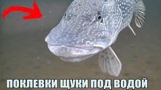 Посмотри КАК КЛЮЁТ ГИГАНТСКАЯ ЩУКА под водой!? Атаки щук. Зимняя рыбалка 2023. Подводная съёмка