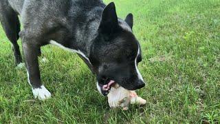 Hachi the Pitsky eats an entire Cornish chicken raw: ASMR