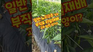 일반 노지고추 vs 부직포터널재배 고추 달린 양이? #shorts