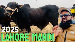 Cow Mandi 2025 first Wednesday update | mall Kahan Gaya | sahiwal cholistani bachre | Kato mall