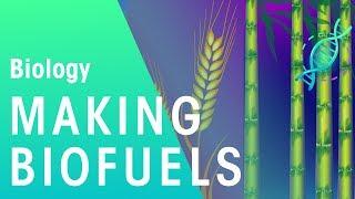 Making Bio Fuels | Biology for All | FuseSchool