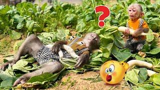 What happened to monkeys PiPi and TiTi when they harvested vegetables with Mom?