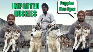 PURE HUSKIES IN PUNJAB | U.S IMPORT HUSKY PUPPIES | SIBERIAN HUSKIES IN ALL COLOUR