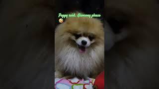 excuse me #beautiful #funny #cute #beautiful #fun #dog #pet #pomeranian