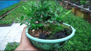 Growing Bonsai in Colanders: How It Works, Fully Explained