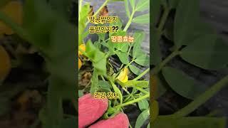 땅콩효능#한줌#건강정보