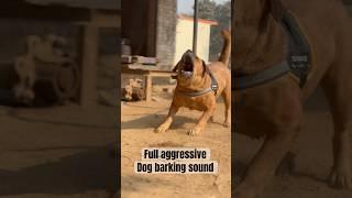 dog sound dog barking loud#shorts #viralshorts #trendingshorts