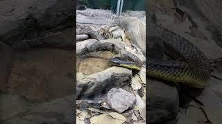 Deadly snake is going to drink water #snakes #australia #aussiesnake #wildlife #viral #fun #kobra