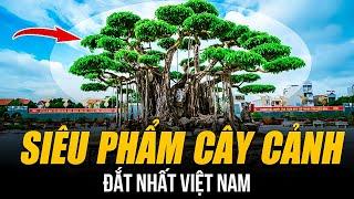 NHỮNG SIÊU PHẨM CÂY CẢNH ĐẮT NHẤT VIỆT NAM | TUYỆT TÁC BONSAI 510 TỶ ĐỒNG KHIẾN TẤT CẢ CHOÁNG VÁNG!