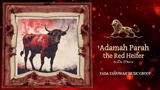 'Adamah Parah - The Red Heifer #israel #redheifer #israelimusic