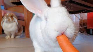 Sweet Rescued Albino Bunny Eating A Carrot