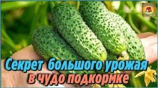 Секрет обильного урожая огурцов. Очень эффективная подкормка для огурцов, чтобы увеличить урожай