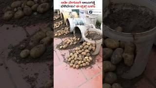 Grow Potatoes using this Technique!! Potato Bucket Farming #Shorts #potatofarming #bucketfarming