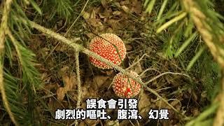 台灣常見有毒植物知識【毒蠅傘】迷幻毒菇 知識百科 - 地球題庫小學堂