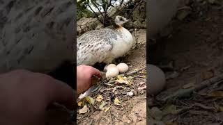 peahen eggs hatching #shorts