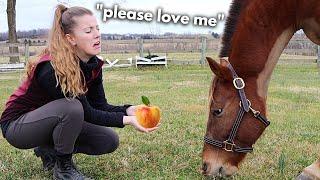 How To Build A Relationship With A Horse