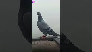 Vs Greater saloni video Fancy Pigeon Loft | World Unique Amazing Pigeons Video | Fancy Pigeon Breeds