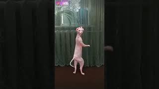 Ржака джака
